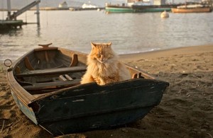 cat-in-boat